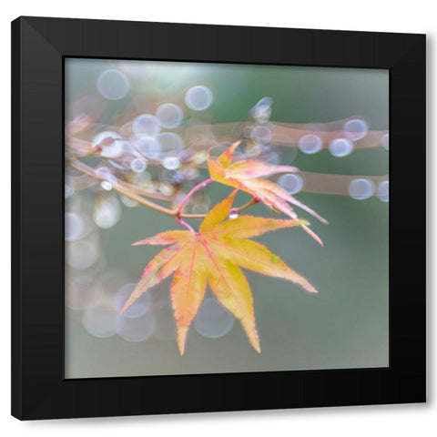 USA- Washington State- Seabeck. Japanese maple leaves after autumn rainstorm. Black Modern Wood Framed Art Print with Double Matting by Jaynes Gallery