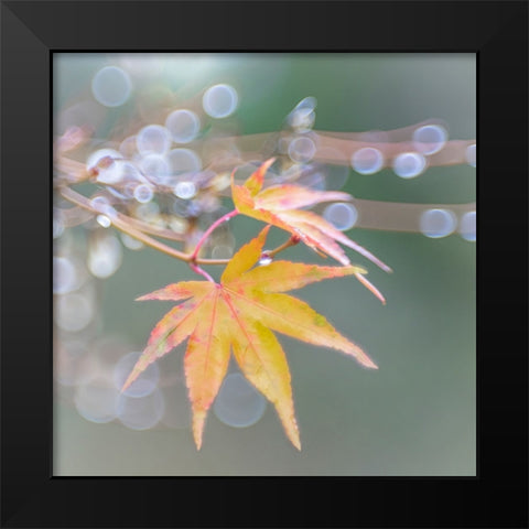 USA- Washington State- Seabeck. Japanese maple leaves after autumn rainstorm. Black Modern Wood Framed Art Print by Jaynes Gallery