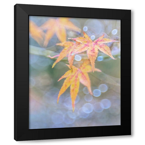 USA- Washington State- Seabeck. Japanese maple leaves after autumn rainstorm. Black Modern Wood Framed Art Print with Double Matting by Jaynes Gallery