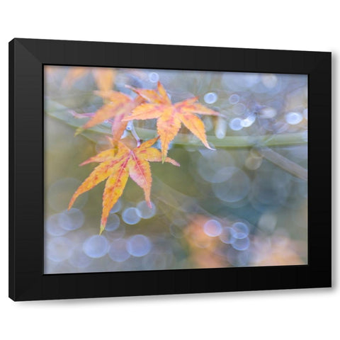 USA- Washington State- Seabeck. Japanese maple leaves after autumn rainstorm. Black Modern Wood Framed Art Print by Jaynes Gallery