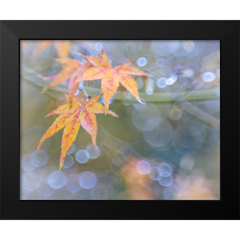USA- Washington State- Seabeck. Japanese maple leaves after autumn rainstorm. Black Modern Wood Framed Art Print by Jaynes Gallery