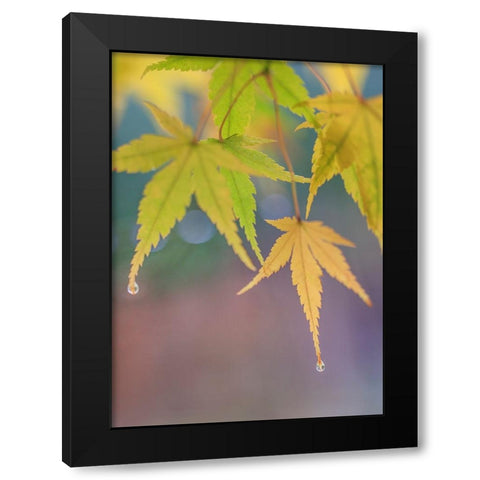 USA- Washington State- Seabeck. Japanese maple leaves after autumn rainstorm. Black Modern Wood Framed Art Print with Double Matting by Jaynes Gallery