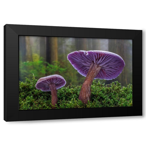 USA- Washington State- Seabeck. Western amethyst laccaria mushroom close-up. Black Modern Wood Framed Art Print by Jaynes Gallery
