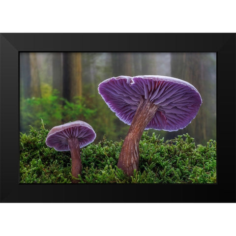 USA- Washington State- Seabeck. Western amethyst laccaria mushroom close-up. Black Modern Wood Framed Art Print by Jaynes Gallery