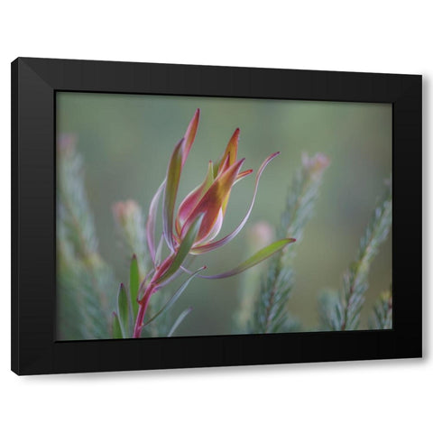 USA- Washington State- Seabeck. Common sunshine conebush plant close-up. Black Modern Wood Framed Art Print with Double Matting by Jaynes Gallery