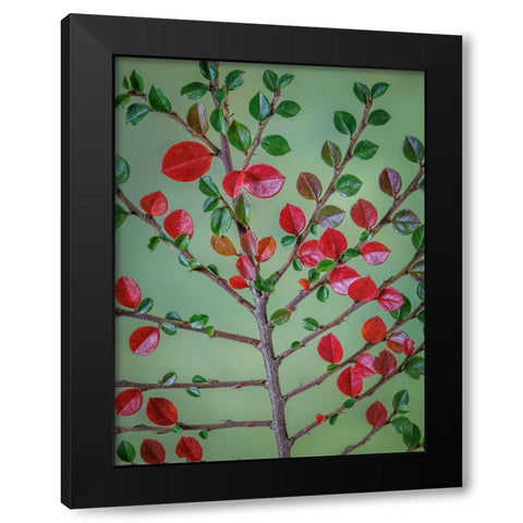USA- Washington State- Seabeck. Rock cotoneaster plant close-up. Black Modern Wood Framed Art Print by Jaynes Gallery
