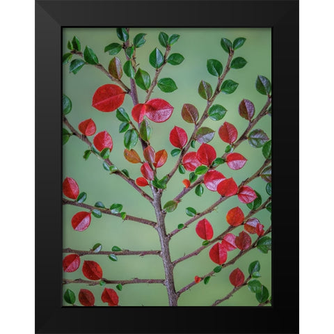 USA- Washington State- Seabeck. Rock cotoneaster plant close-up. Black Modern Wood Framed Art Print by Jaynes Gallery