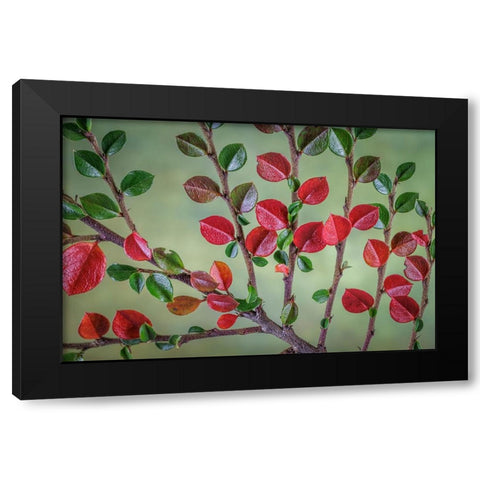 USA- Washington State- Seabeck. Rock cotoneaster plant close-up. Black Modern Wood Framed Art Print by Jaynes Gallery