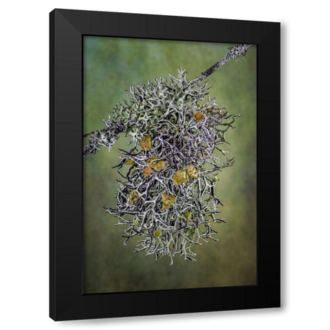 Plant close-up. Black Modern Wood Framed Art Print by Jaynes Gallery