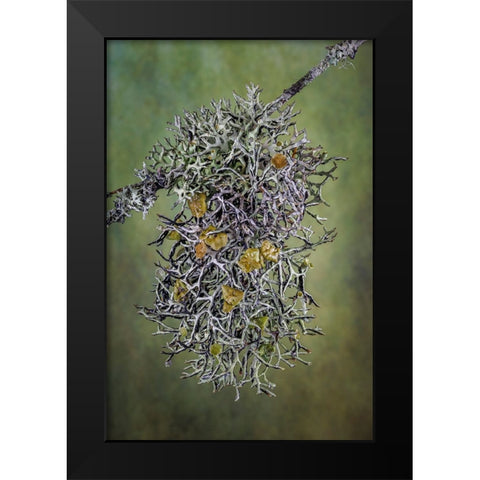 Plant close-up. Black Modern Wood Framed Art Print by Jaynes Gallery