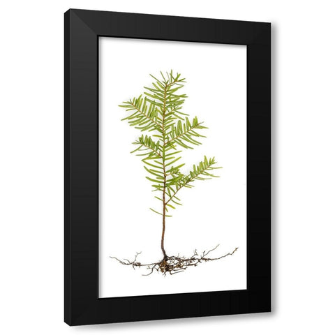 USA- Washington State- Seabeck. Western hemlock seedling close-up. Black Modern Wood Framed Art Print with Double Matting by Jaynes Gallery