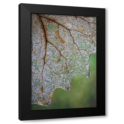 USA- Washington State- Seabeck. Skeletonized vanilla leaf close-up. Black Modern Wood Framed Art Print by Jaynes Gallery