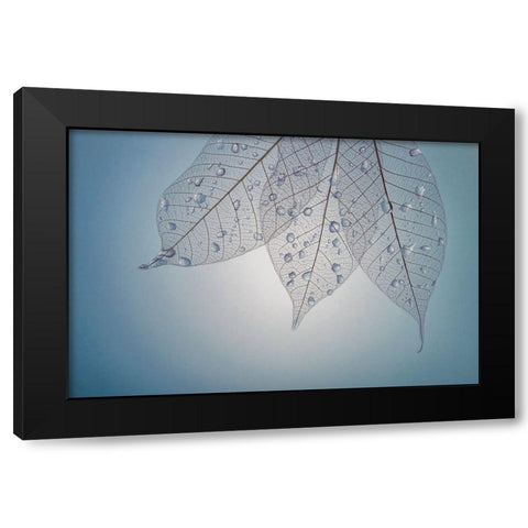 USA- Washington State- Seabeck. Pattern of drops on skeletonized leaves. Black Modern Wood Framed Art Print by Jaynes Gallery