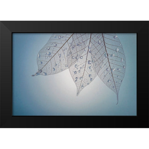 USA- Washington State- Seabeck. Pattern of drops on skeletonized leaves. Black Modern Wood Framed Art Print by Jaynes Gallery