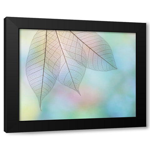 USA- Washington State- Seabeck. Pattern of skeletonized leaves. Black Modern Wood Framed Art Print with Double Matting by Jaynes Gallery