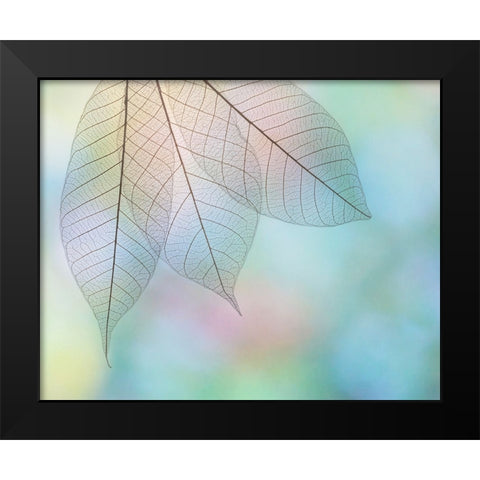 USA- Washington State- Seabeck. Pattern of skeletonized leaves. Black Modern Wood Framed Art Print by Jaynes Gallery