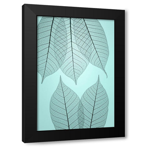 USA- Washington State- Seabeck. Pattern of skeletonized leaves. Black Modern Wood Framed Art Print with Double Matting by Jaynes Gallery