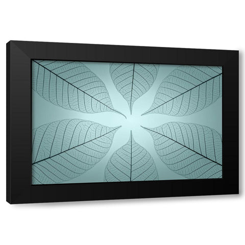 USA- Washington State- Seabeck. Pattern of skeletonized leaves. Black Modern Wood Framed Art Print with Double Matting by Jaynes Gallery