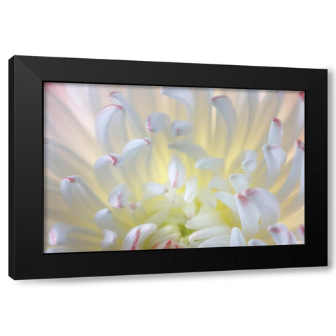 USA- Washington State- Seabeck. Chrysanthemum blossom close-up. Black Modern Wood Framed Art Print by Jaynes Gallery