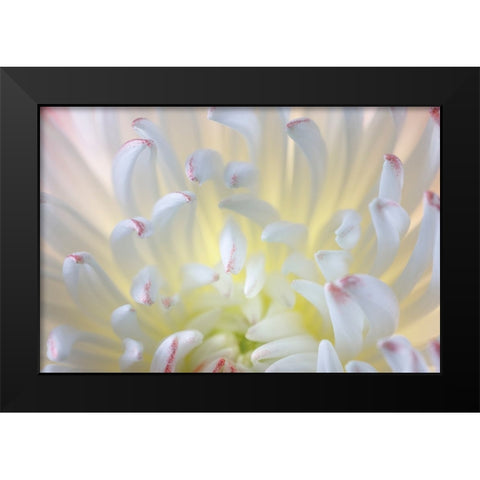 USA- Washington State- Seabeck. Chrysanthemum blossom close-up. Black Modern Wood Framed Art Print by Jaynes Gallery