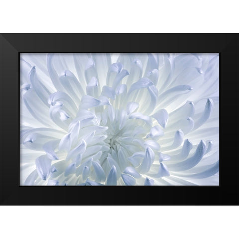 USA- Washington State- Seabeck. Chrysanthemum blossom close-up. Black Modern Wood Framed Art Print by Jaynes Gallery