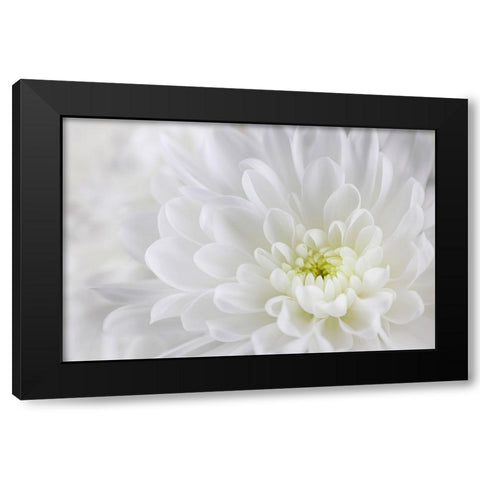 USA- Washington State- Seabeck. Chrysanthemum blossom close-up. Black Modern Wood Framed Art Print with Double Matting by Jaynes Gallery