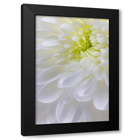 USA- Washington State- Seabeck. Chrysanthemum blossom close-up. Black Modern Wood Framed Art Print by Jaynes Gallery