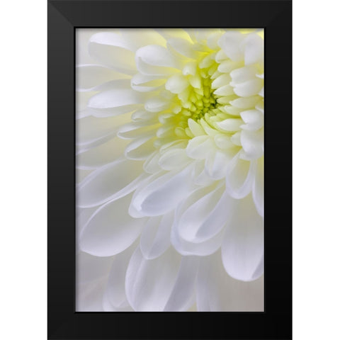 USA- Washington State- Seabeck. Chrysanthemum blossom close-up. Black Modern Wood Framed Art Print by Jaynes Gallery