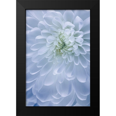 USA- Washington State- Seabeck. Chrysanthemum blossom close-up. Black Modern Wood Framed Art Print by Jaynes Gallery