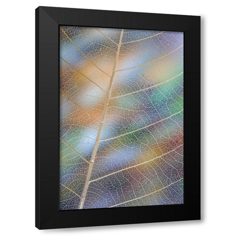 USA- Washington State- Seabeck. Pattern of skeletonized leaves. Black Modern Wood Framed Art Print with Double Matting by Jaynes Gallery