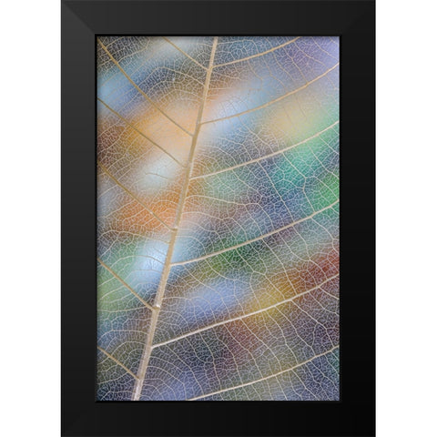 USA- Washington State- Seabeck. Pattern of skeletonized leaves. Black Modern Wood Framed Art Print by Jaynes Gallery