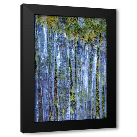 USA- Washington State- Seabeck. Close-up of icicles and moss. Black Modern Wood Framed Art Print by Jaynes Gallery