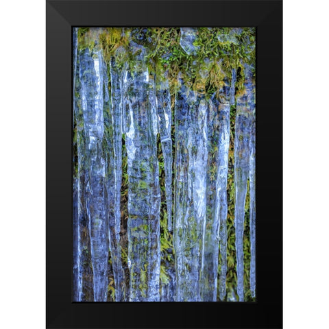 USA- Washington State- Seabeck. Close-up of icicles and moss. Black Modern Wood Framed Art Print by Jaynes Gallery