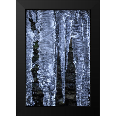 USA- Washington State- Seabeck. Close-up of icicles. Black Modern Wood Framed Art Print by Jaynes Gallery