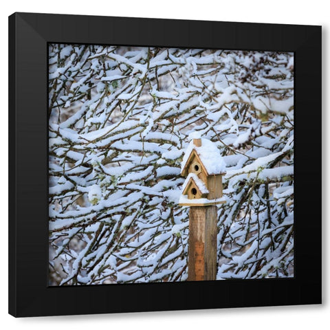 USA- Washington State- Seabeck. Snow-covered bird house and tree limbs. Black Modern Wood Framed Art Print with Double Matting by Jaynes Gallery