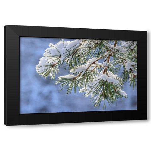 USA- Washington State- Seabeck. Snowy shore pine tree branches. Black Modern Wood Framed Art Print by Jaynes Gallery
