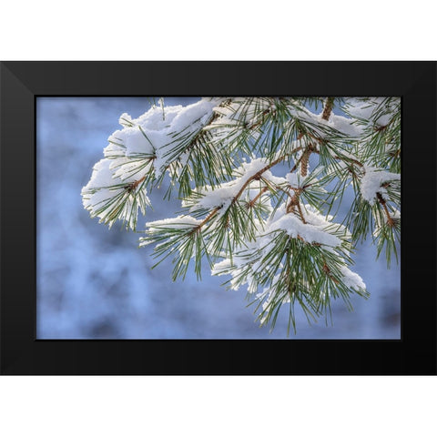 USA- Washington State- Seabeck. Snowy shore pine tree branches. Black Modern Wood Framed Art Print by Jaynes Gallery