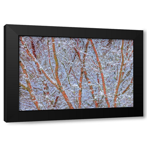 USA- Washington State- Seabeck. Snow-covered coral bark Japanese maple tree. Black Modern Wood Framed Art Print with Double Matting by Jaynes Gallery