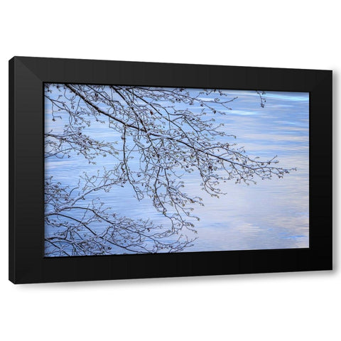 USA- Washington State- Seabeck. Snow-covered alder tree branches on shore of Hood Canal. Black Modern Wood Framed Art Print by Jaynes Gallery