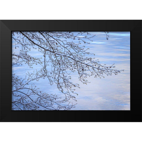 USA- Washington State- Seabeck. Snow-covered alder tree branches on shore of Hood Canal. Black Modern Wood Framed Art Print by Jaynes Gallery