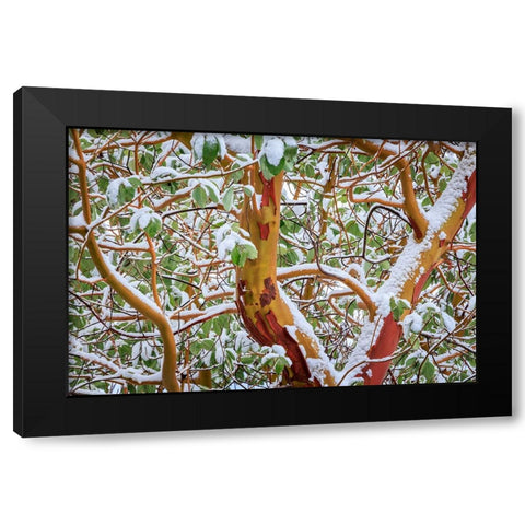 USA- Washington State- Seabeck. Detail of snow-covered madrona tree branches. Black Modern Wood Framed Art Print with Double Matting by Jaynes Gallery