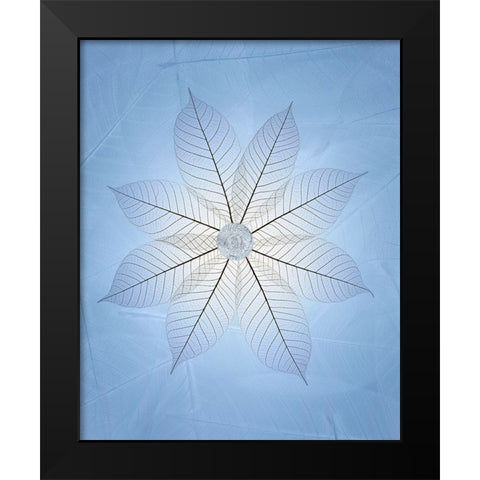 USA- Washington State- Seabeck. Skeletonized leaf pattern. Black Modern Wood Framed Art Print by Jaynes Gallery