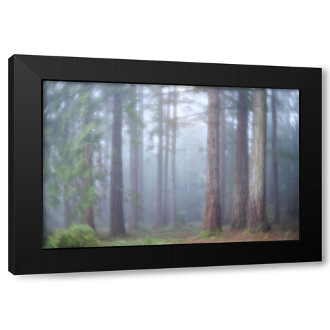 USA- Washington State. Seabeck- Scenic Beach State Park. Morning fog in forest. Black Modern Wood Framed Art Print by Jaynes Gallery
