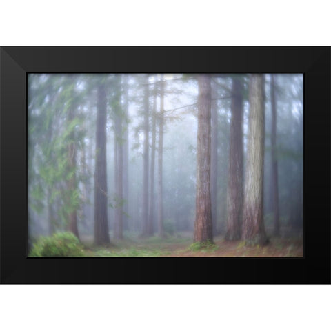 USA- Washington State. Seabeck- Scenic Beach State Park. Morning fog in forest. Black Modern Wood Framed Art Print by Jaynes Gallery