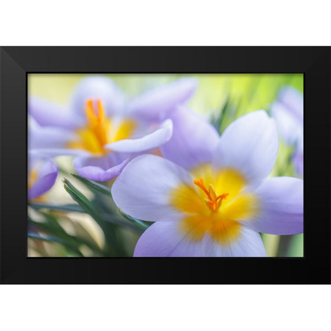 USA- Washington State- Seabeck. Crocus blossoms in spring. Black Modern Wood Framed Art Print by Jaynes Gallery