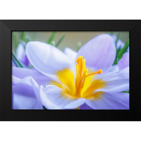USA- Washington State- Seabeck. Crocus blossoms in spring. Black Modern Wood Framed Art Print by Jaynes Gallery