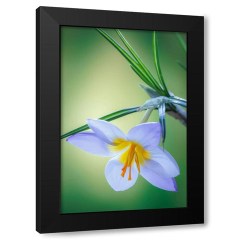 USA- Washington State- Seabeck. Crocus blossom in spring. Black Modern Wood Framed Art Print by Jaynes Gallery