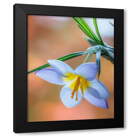USA- Washington State- Seabeck. Crocus blossom in spring. Black Modern Wood Framed Art Print by Jaynes Gallery