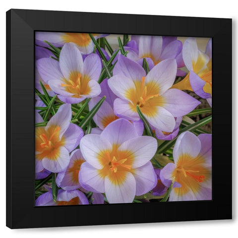USA- Washington State- Seabeck. Crocus blossoms in spring. Black Modern Wood Framed Art Print with Double Matting by Jaynes Gallery