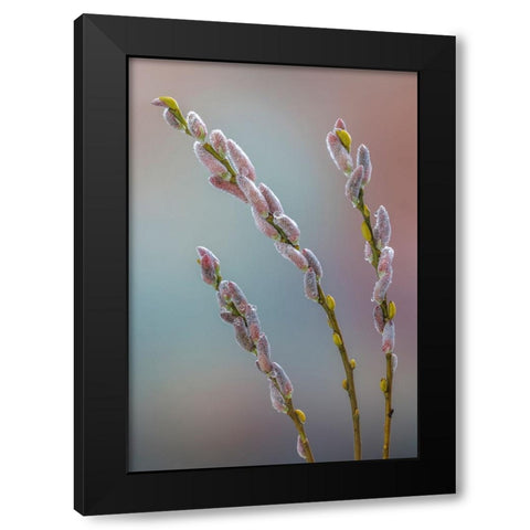 USA- Washington State- Seabeck. Dew-covered pussy willows. Black Modern Wood Framed Art Print by Jaynes Gallery